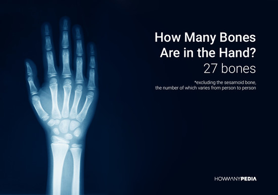 How Many Bones Are in the Human Body - Howmanypedia