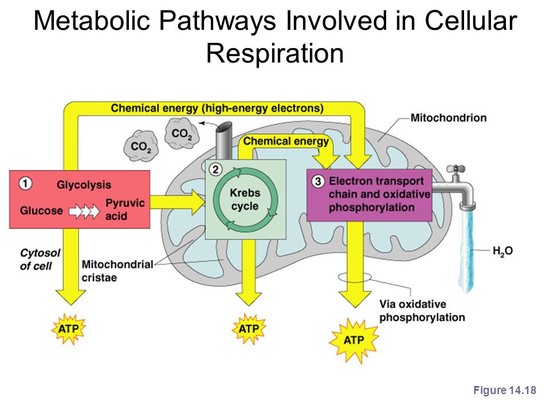 Cellular respiration Fermentation Metabolism BMR - ppt ...