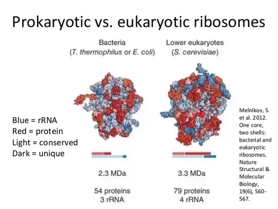 How are ribosomes created in bacteria? - Quora