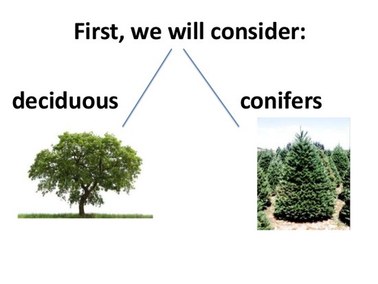 Trees, deciduous and coniferous (teach)