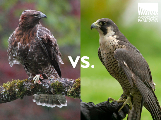 Woodland Park Zoo Blog: Wonderfully Wild Wednesday: Hawks ...
