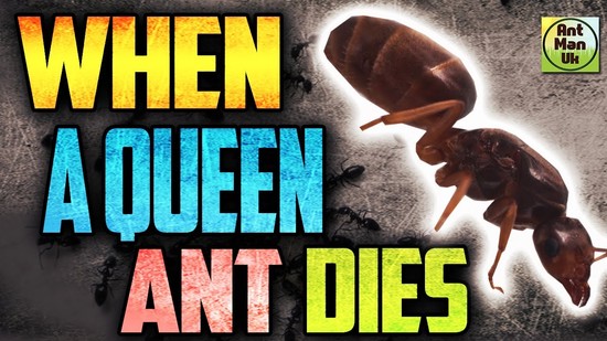 What Happens IF A Queen Ant Dies? - Queen Ant Colony ...
