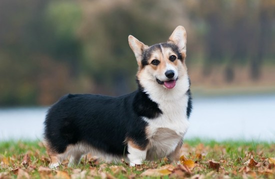 Pembroke Welsh Corgi Personality, History, and Pictures ...