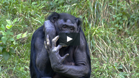 Koolakamba (Chimpanzee/Gorilla Hybrid) on Vimeo