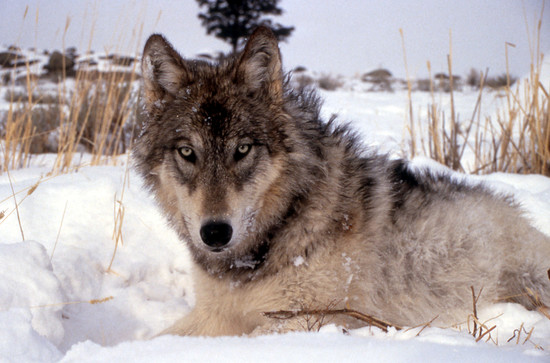 USFWS: Gray Wolf News Releases