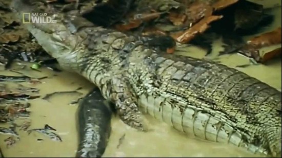 Electric fish kills crocodile - YouTube