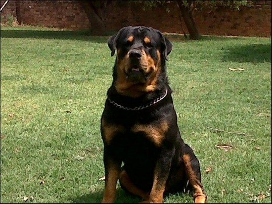 Are Rottweilers Good With Kids 5 Desktop Background ...