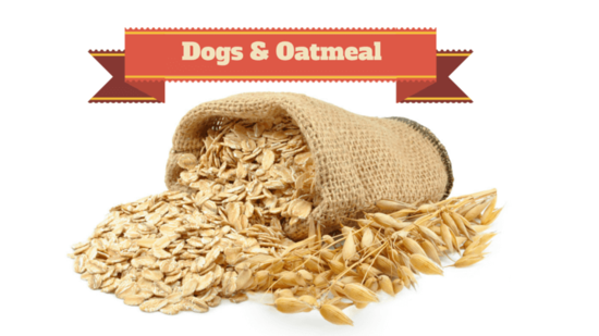 Can Dogs Eat Oatmeal? Is it good for dogs? - Smart Dog Owners
