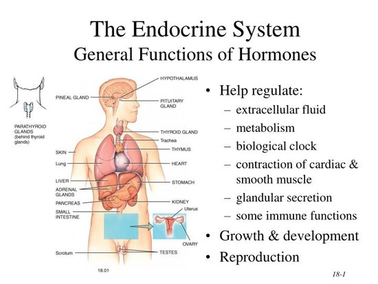 PPT - The Endocrine System General Functions of Hormones ...