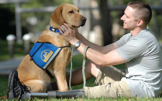 The Service Dogs Provide A Helping Paw, Even To The ...
