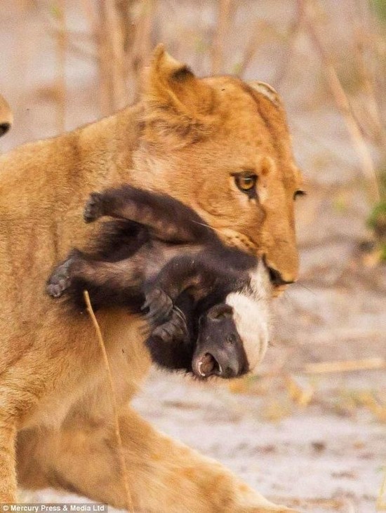 Can a cheetah, leopard or lion kill a honey badger? - Quora