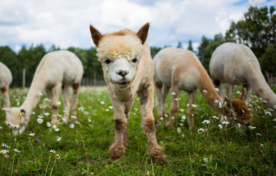 6 Things You Need To Know Before Getting A Pet Llama Or ...