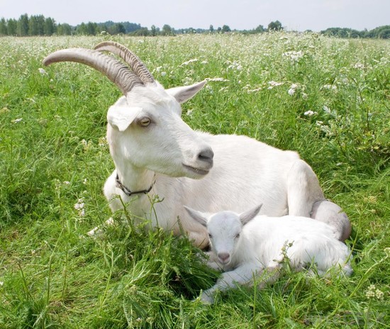 Do Goats Make Good Pets? (with pictures)