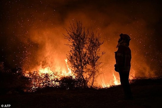 Forest fires contributed to record global tree cover loss ...