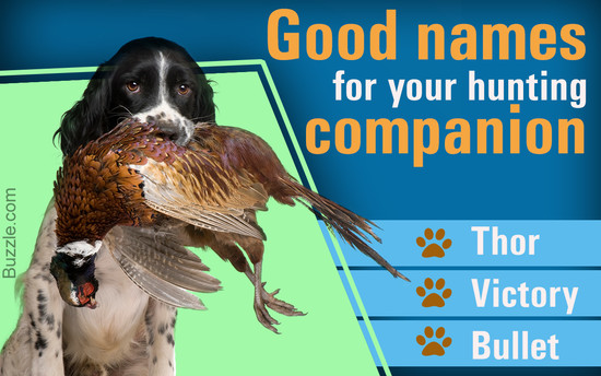 A List of 100 Good Names for Your Hunting Dog: Just Wow!