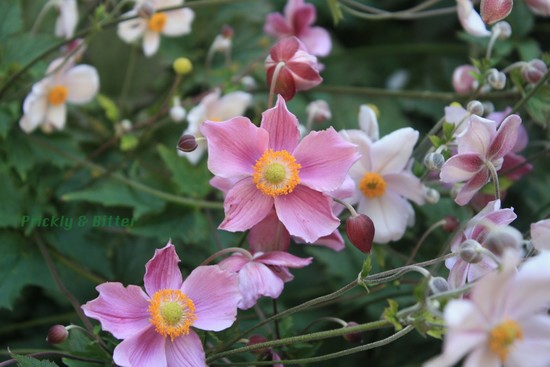 Prickly and Bitter: The Chinese Japanese anemone