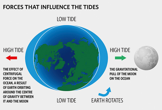 How does the moon create our tides? | eNotes