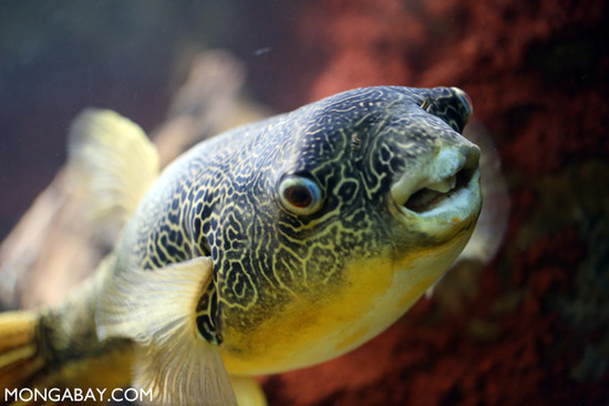 Congo river pufferfish