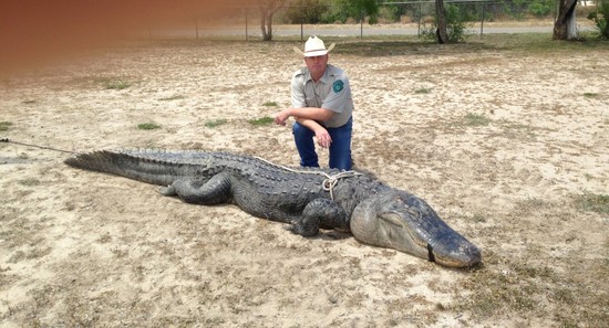 Public Hunter Bags New Texas State Record Alligator – My ...