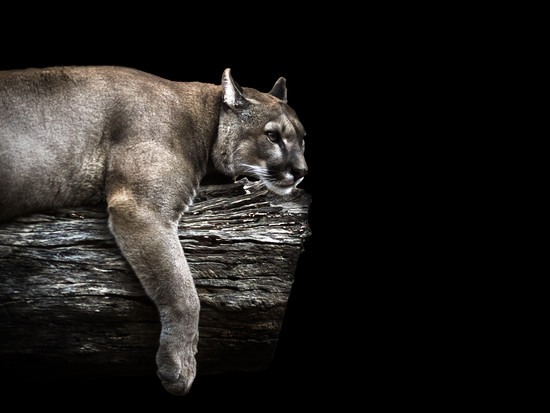 The Eastern Puma Has Officially Been Pronounced Extinct ...