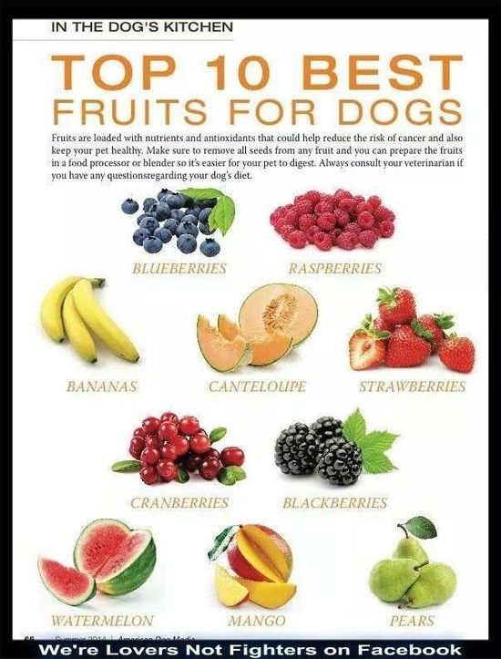 best fruits for dogs | Pets | Pinterest