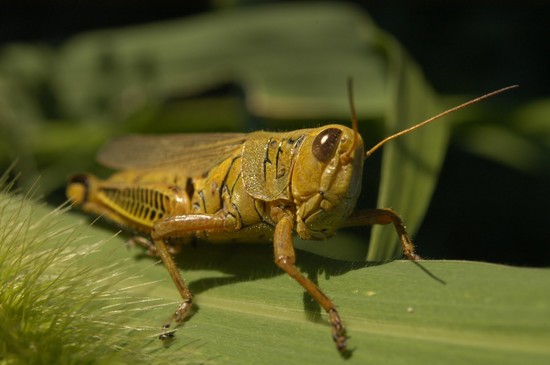 Grasshopper | The Biggest Animals Kingdom