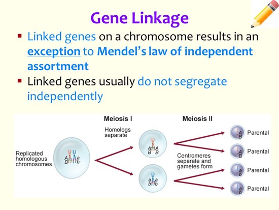 Patterns of Heredity Ch. 4 Genetics!! - ppt video online ...