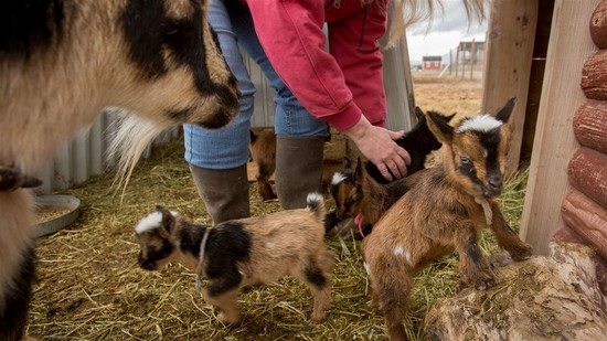 West Haven goat ties world record for largest litter with ...