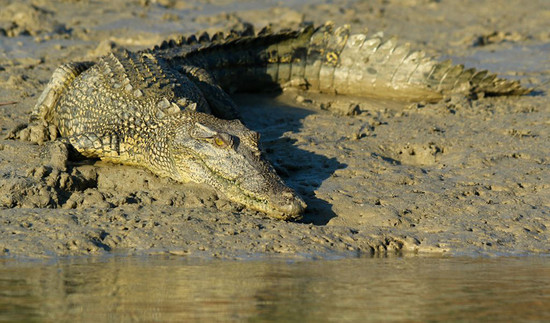 Australia's saltwater crocodiles: myths, misconceptions ...