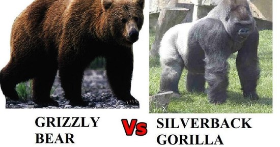 Tao of Pauly: Grizzly Bear vs. Silverback Gorilla