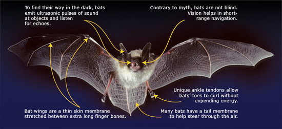 Bats | AEP - Environment and Parks