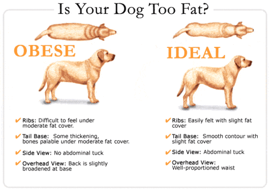 Check if your Dog is Obese - Pet Attack