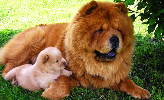 Chow Chow Dog Information | Characteristics | Traits | Facts