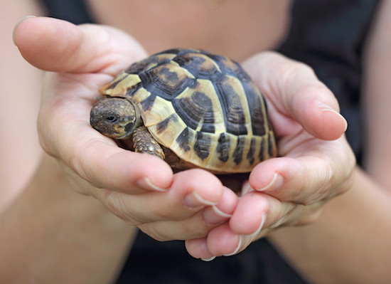 Turtle Care 101: How to Take Care of Pet Turtles | petMD