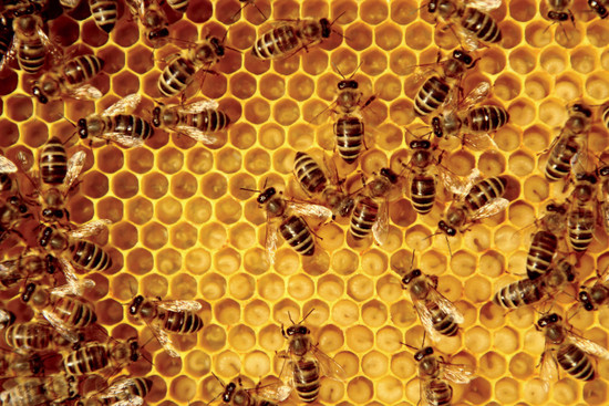 Farmers and Beekeepers Work Together to Protect Pollinators