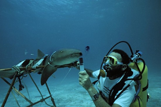 Learn About Being a Marine Biologist
