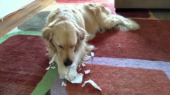 Dog Eating My Homework (Ripping Apart Paper) - English ...