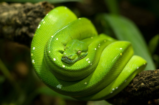 5 Interesting Facts About Green Tree Pythons | Hayden's ...