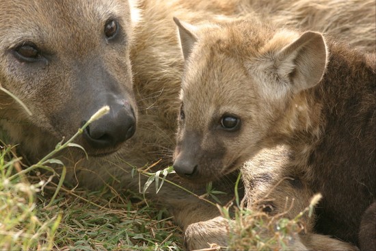 Spotted hyenas live in groups called clans. Clans, which ...