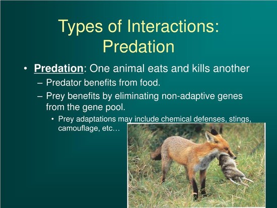 PPT - How do species interact to generate stability in ...