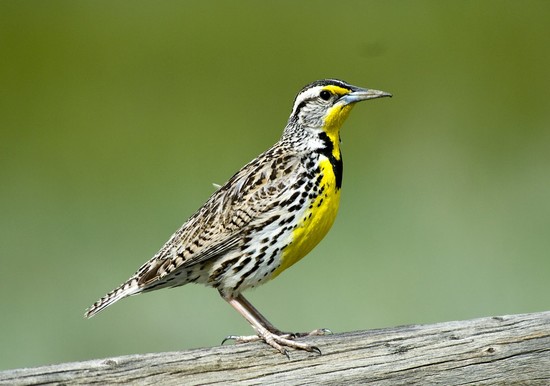 Image Gallery montana state bird