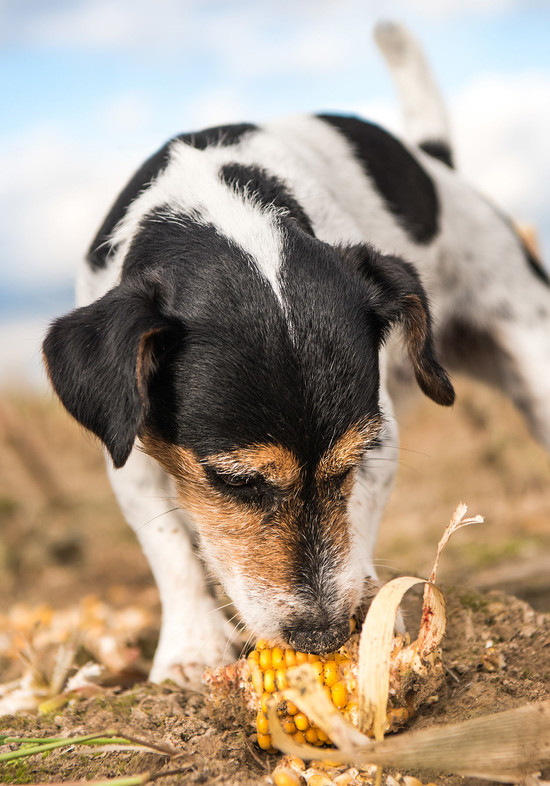 Can Dogs Eat Corn Safely? From Corn On The Cob, To Cooked ...