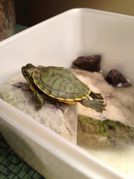 Taking care of a pet turtle - Maple suyrup diet