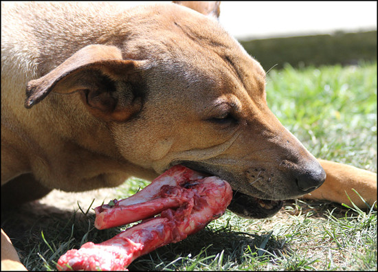 Should Dogs Eat Raw Meat? | Rock Solid K9