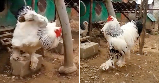Gigantic Rooster Makes Everyone On The Internet Go ‘Wow ...