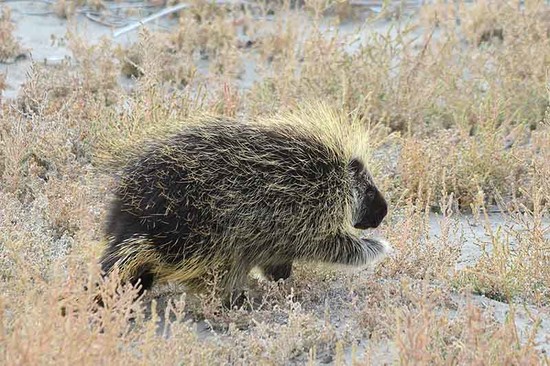 Prickly encounters of the intimate kind - East Idaho News