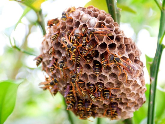 Beekeeping Methods: Top-Bar Hives | DIY