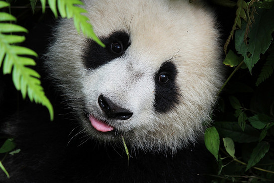 Why are pandas endangered? | AnimalAnswers.co.uk ...