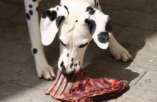 Can Dogs Eat Beef Rib Bones – Dog Ideas