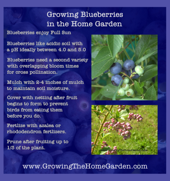 Growing Blueberries in the Home Garden - Growing The Home ...